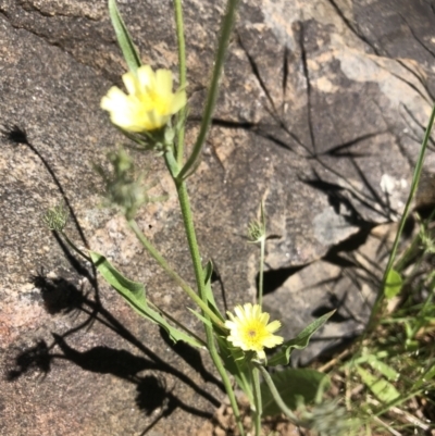 Tolpis barbata (Yellow Hawkweed) at Hamilton Valley, NSW - 24 Oct 2021 by DamianMichael