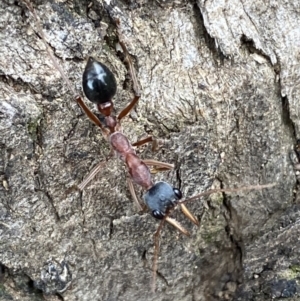 Myrmecia nigriceps at Jerrabomberra, NSW - 28 Oct 2021