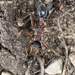 Myrmecia nigriceps at Jerrabomberra, NSW - 28 Oct 2021