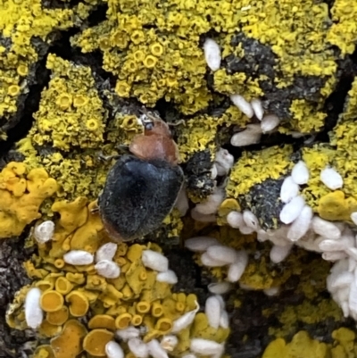 Cryptolaemus montrouzieri (Mealybug ladybird) at Jerrabomberra, NSW - 28 Oct 2021 by Steve_Bok