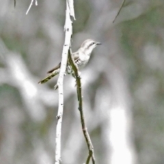 Chrysococcyx basalis (Horsfield's Bronze-Cuckoo) at Molonglo River Reserve - 28 Oct 2021 by wombey