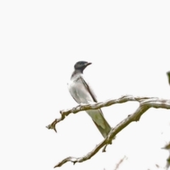 Coracina novaehollandiae (Black-faced Cuckooshrike) at Molonglo Valley, ACT - 28 Oct 2021 by wombey