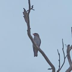 Eurystomus orientalis (Dollarbird) at Molonglo Valley, ACT - 28 Oct 2021 by wombey