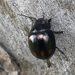 Paropsisterna octosignata (Eucalyptus leaf beetle) at Jerrabomberra, NSW - 28 Oct 2021 by SteveBorkowskis