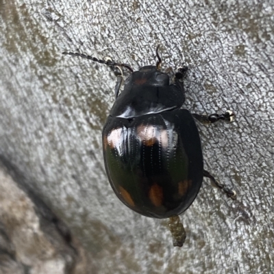 Paropsisterna octosignata (Eucalyptus leaf beetle) at Jerrabomberra, NSW - 28 Oct 2021 by Steve_Bok