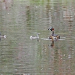 Tachybaptus novaehollandiae (Australasian Grebe) at Whitlam, ACT - 28 Oct 2021 by wombey