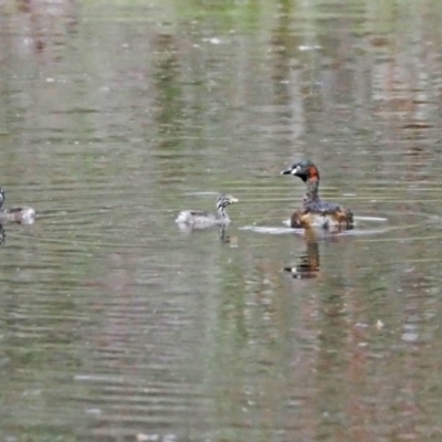 Tachybaptus novaehollandiae (Australasian Grebe) at Molonglo River Reserve - 28 Oct 2021 by wombey