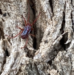 Rainbowia sp. (genus) (A mite) at Jerrabomberra, NSW - 28 Oct 2021 by Steve_Bok