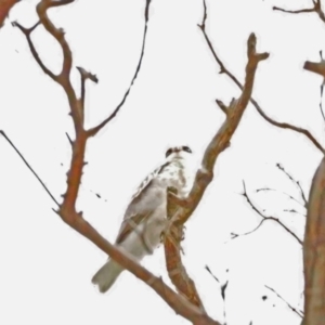 Elanus axillaris at Whitlam, ACT - 28 Oct 2021