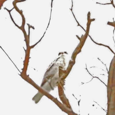 Elanus axillaris (Black-shouldered Kite) at Kama - 28 Oct 2021 by wombey