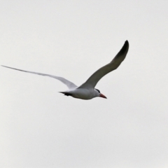 Hydroprogne caspia (Caspian Tern) at Jerrabomberra Wetlands - 28 Oct 2021 by RodDeb