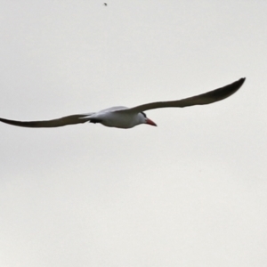 Hydroprogne caspia at Fyshwick, ACT - 28 Oct 2021