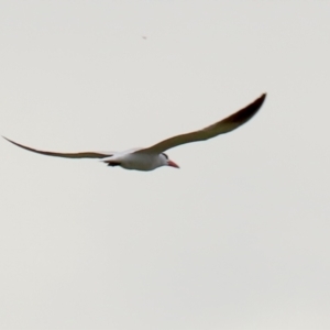 Hydroprogne caspia at Fyshwick, ACT - 28 Oct 2021