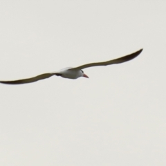 Hydroprogne caspia at Fyshwick, ACT - 28 Oct 2021