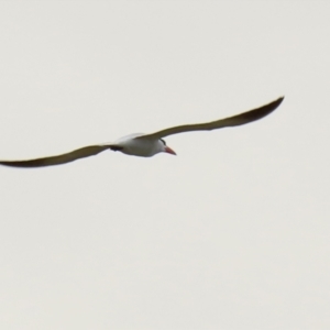 Hydroprogne caspia at Fyshwick, ACT - 28 Oct 2021