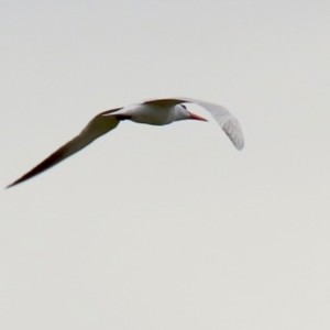 Hydroprogne caspia at Fyshwick, ACT - 28 Oct 2021