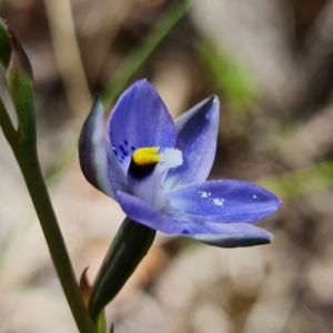 Thelymitra simulata at Stromlo, ACT - 28 Oct 2021