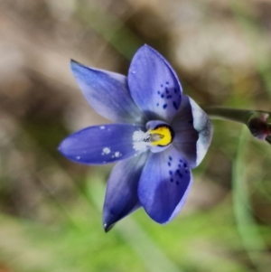 Thelymitra simulata at Stromlo, ACT - 28 Oct 2021