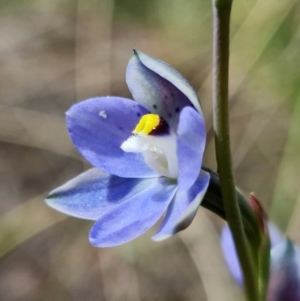 Thelymitra simulata at Stromlo, ACT - 28 Oct 2021