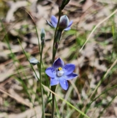 Thelymitra simulata at Stromlo, ACT - 28 Oct 2021