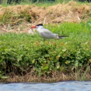 Hydroprogne caspia at Fyshwick, ACT - 28 Oct 2021