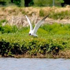 Hydroprogne caspia at Fyshwick, ACT - 28 Oct 2021