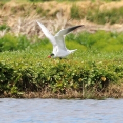 Hydroprogne caspia at Fyshwick, ACT - 28 Oct 2021