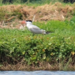 Hydroprogne caspia at Fyshwick, ACT - 28 Oct 2021