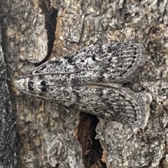 Heteromicta pachytera (Galleriinae subfamily moth) at Jerrabomberra, NSW - 28 Oct 2021 by Steve_Bok