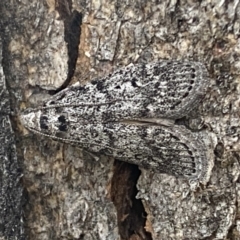 Heteromicta pachytera (Galleriinae subfamily moth) at Jerrabomberra, NSW - 28 Oct 2021 by SteveBorkowskis