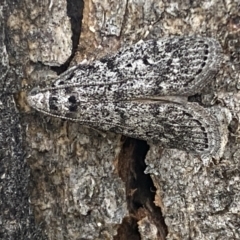 Heteromicta pachytera at Jerrabomberra, NSW - 28 Oct 2021