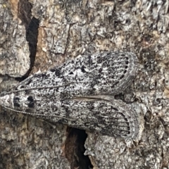 Heteromicta pachytera at Jerrabomberra, NSW - 28 Oct 2021