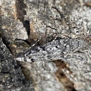 Heteromicta pachytera at Jerrabomberra, NSW - 28 Oct 2021