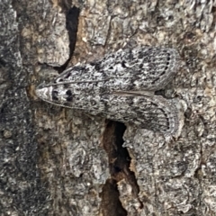 Heteromicta pachytera at Jerrabomberra, NSW - 28 Oct 2021