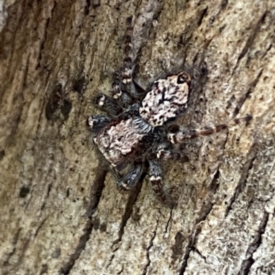 Servaea incana (Hoary Servaea) at Jerrabomberra, NSW - 28 Oct 2021 by Steve_Bok