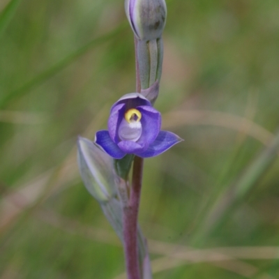 Thelymitra brevifolia (Short-leaf Sun Orchid) at Sutton, NSW - 28 Oct 2021 by mlech