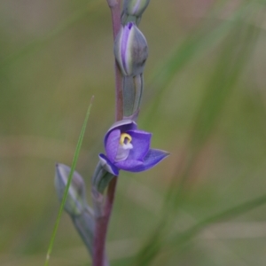 Thelymitra brevifolia at Sutton, NSW - 28 Oct 2021