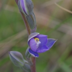 Thelymitra brevifolia at Sutton, NSW - 28 Oct 2021