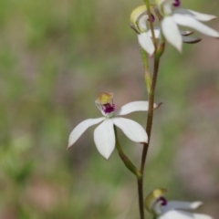 Caladenia cucullata (Lemon Caps) at Sutton, NSW - 28 Oct 2021 by mlech