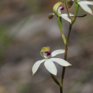 Caladenia cucullata at Sutton, NSW - suppressed