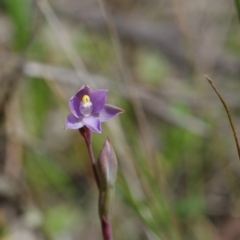 Thelymitra pauciflora (Slender Sun Orchid) at Sutton, NSW - 28 Oct 2021 by mlech