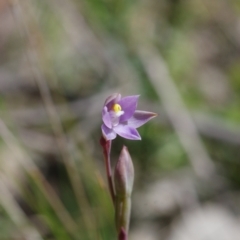 Thelymitra pauciflora at Sutton, NSW - suppressed