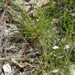 Thelymitra pauciflora at Sutton, NSW - suppressed