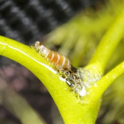 Bathyllus albicinctus (Spittlebug, Froghopper) at Hawker, ACT - 26 Oct 2021 by AlisonMilton