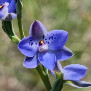 Thelymitra juncifolia at Stromlo, ACT - suppressed