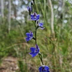 Thelymitra juncifolia at Stromlo, ACT - 28 Oct 2021