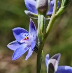 Thelymitra juncifolia at Stromlo, ACT - suppressed