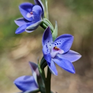 Thelymitra juncifolia at Stromlo, ACT - suppressed