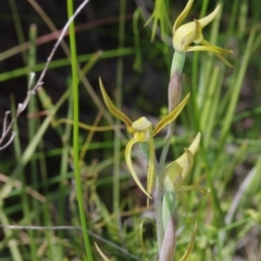 Lyperanthus suaveolens (Brown Beaks) at Sutton, NSW - 28 Oct 2021 by mlech