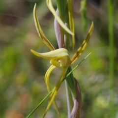 Lyperanthus suaveolens at Sutton, NSW - suppressed